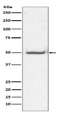 Phospho-c-Jun (T91) Antibody