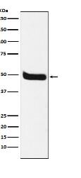 Neurokinin 1 Receptor Antibody