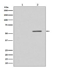 Phospho-PTEN (S380) Antibody