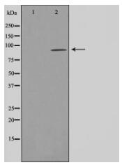 AhR Antibody