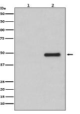 Phospho-CDC37 (S13) Antibody