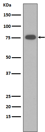 Vitronectin Antibody