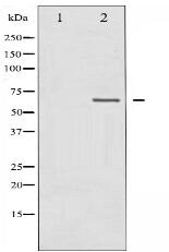 Merlin Antibody