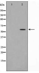 Phospho-CDC25B (Ser323) Antibody