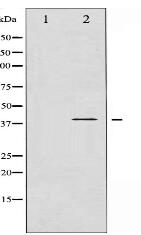 Phospho-Adrenergic Receptor beta2 (Ser346) Antibody