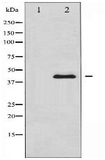 SAPK/JNK Antibody