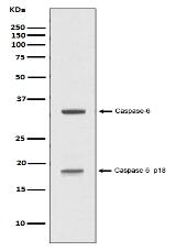 Caspase-6 p18 Antibody