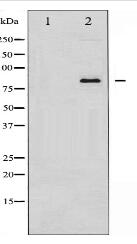 Ataxin 1 Antibody