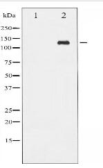 Phospho-Abl (Tyr412) Antibody