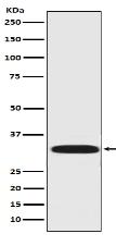DARPP32 Antibody