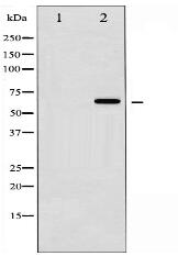 Smad2/3 Antibody