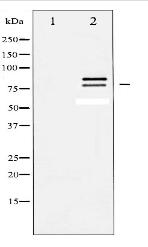 HSL Antibody