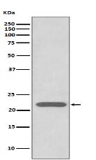 Peroxiredoxin 2 Antibody