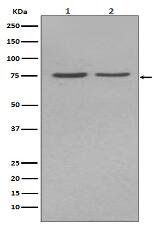 Alkaline Phosphatase Antibody