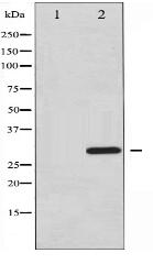 Phospho-ATF1 (Ser63) Antibody