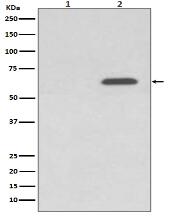 Phospho-AMPK alpha 2 (S345) Antibody