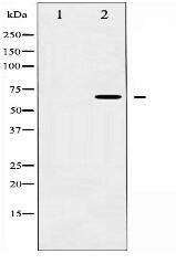 Synaptotagmin Antibody