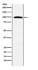 TNPO3 Antibody