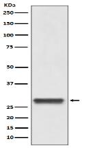 14-3-3 Antibody