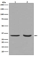 active + pro Caspase 3 Antibody