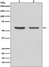 AKT1/2 Antibody