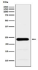 GST3 / GSTP1 Antibody