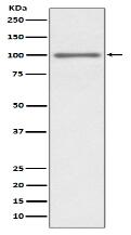 KMT6 / EZH2 Antibody