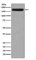 ErbB4 Antibody