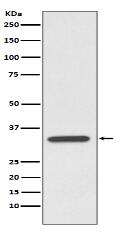 pro Caspase 7 Antibody