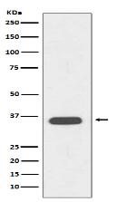 CD68 Antibody