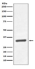 PSA/KLK3 Antibody