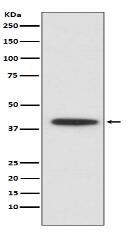 CEBP alpha Antibody