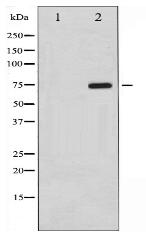 Phospho-C-RAF (Ser259) Antibody