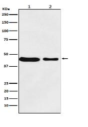 MC4 Receptor Antibody