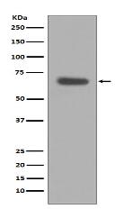 pro Caspase 10 Antibody