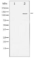 SREBP-1 Antibody