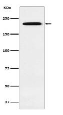 Gli3 Antibody