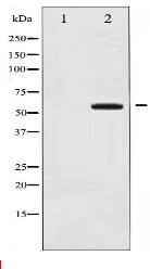 Phospho-COT (Thr290) Antibody