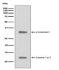 Caspase-3 p12 Antibody