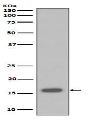 p16 INK Antibody