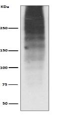 MUC16 Antibody