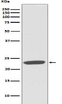 CD81 Antibody