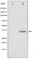 CDK5 Antibody