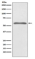 Phospho-Smad2 (S255) Antibody