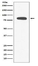 Stromal interaction molecule 1 Antibody