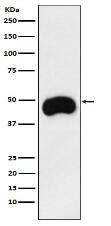 CD2 Antibody