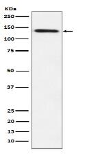 Lipin 1 Antibody