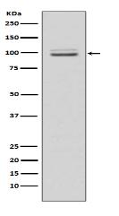 MKLP1 Antibody