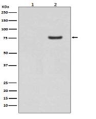 Phospho-Synapsin I (S9) Antibody