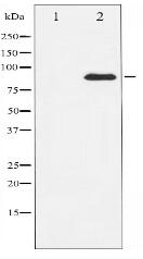 Cox2 Antibody